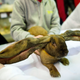 An English lop rabbit is judged at the 2012 UK Rabbit Grand National.